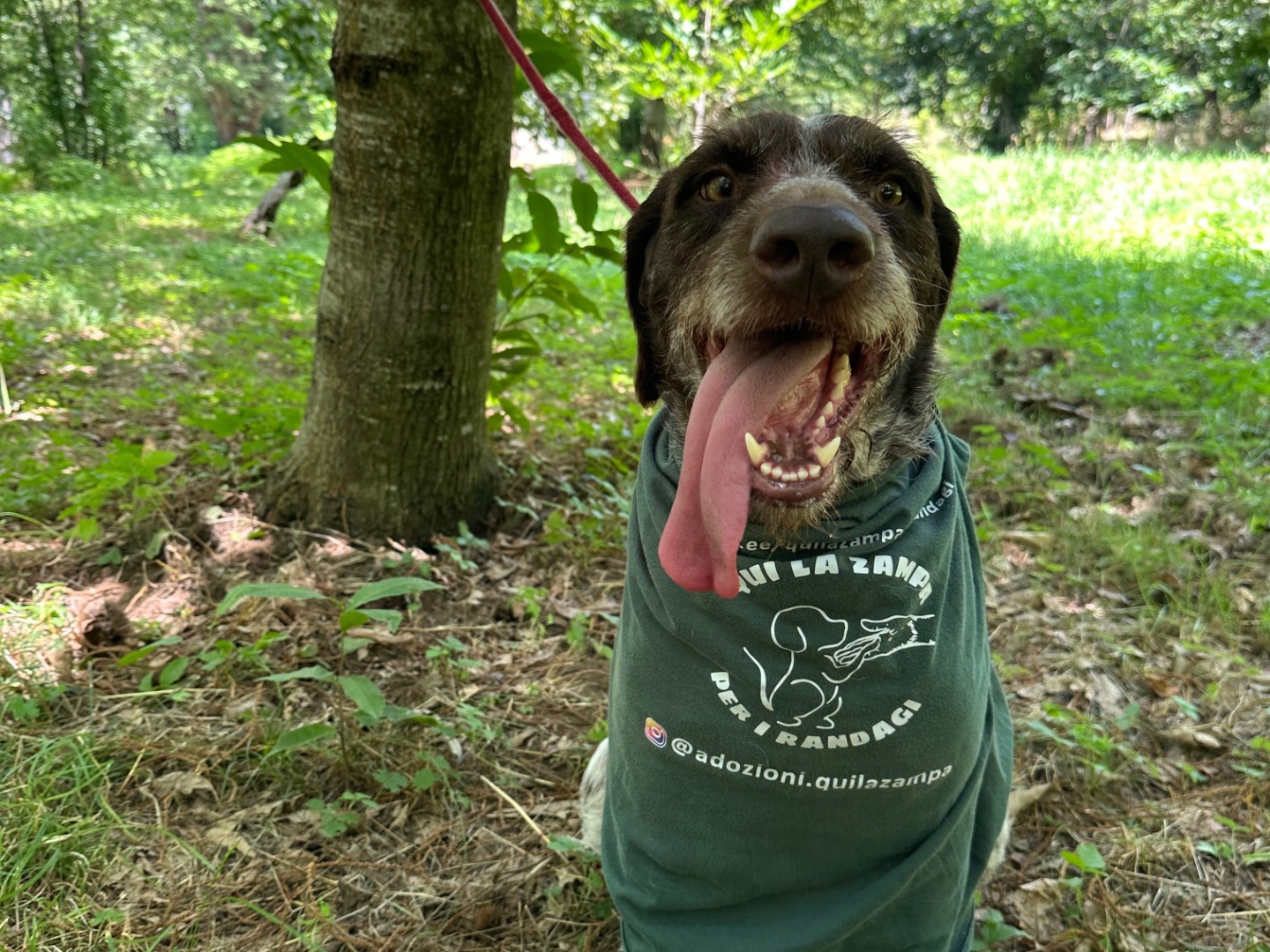 Adotta il cane Jack a Salerno