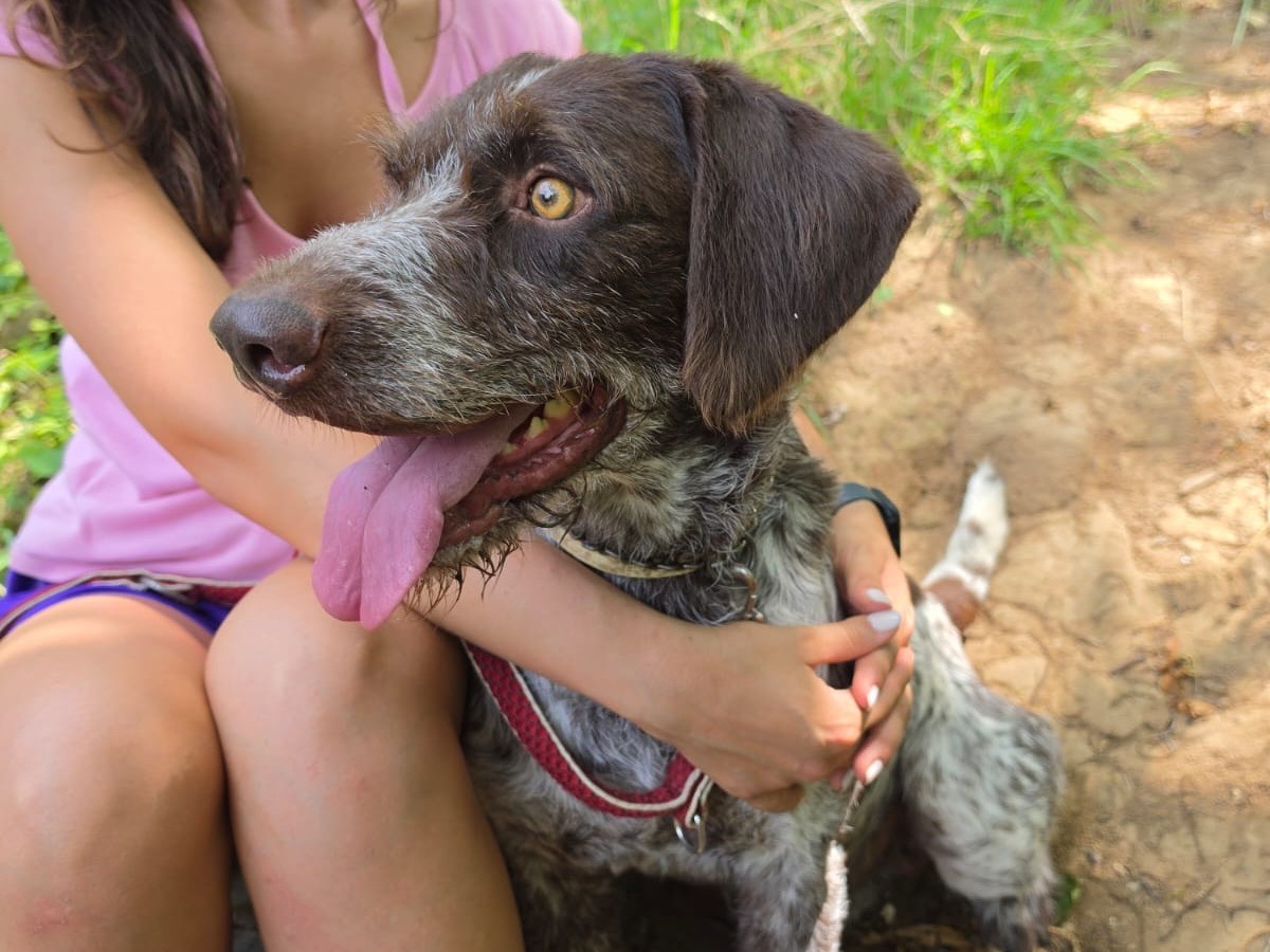 Adotta un cane, maschio, 7 anni e 7 mesi, Salerno