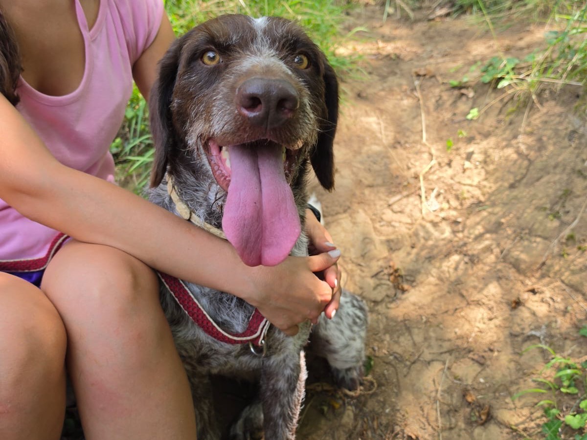 Adozione cane, maschio, Drahtaar Razza sconosciuta, 7 anni e 7 mesi, taglia media, Salerno