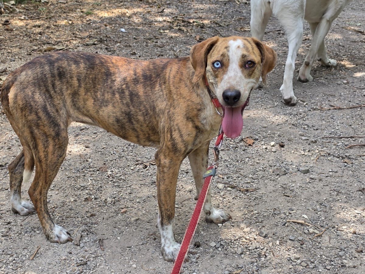 Adotta un cane, femmina, 3 anni e 8 mesi, Salerno