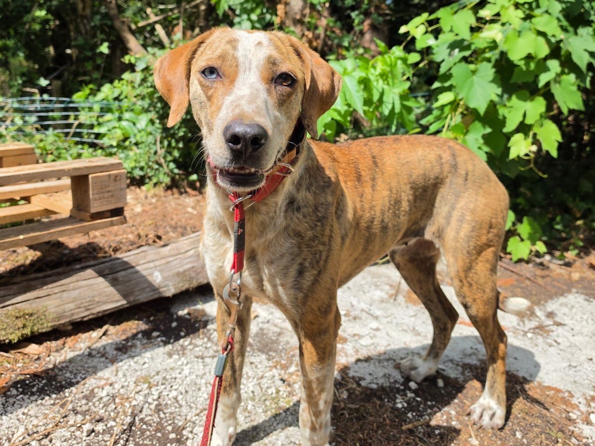 Adotta un cane, taglia media, femmina, Salerno