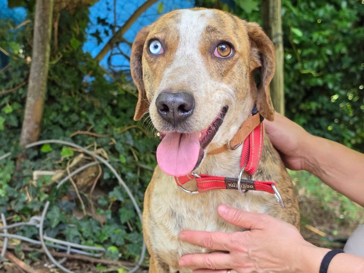 Vuoi adottare un cane a Salerno?