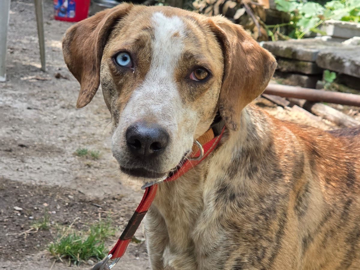 Adotta il cane Tigra a Salerno