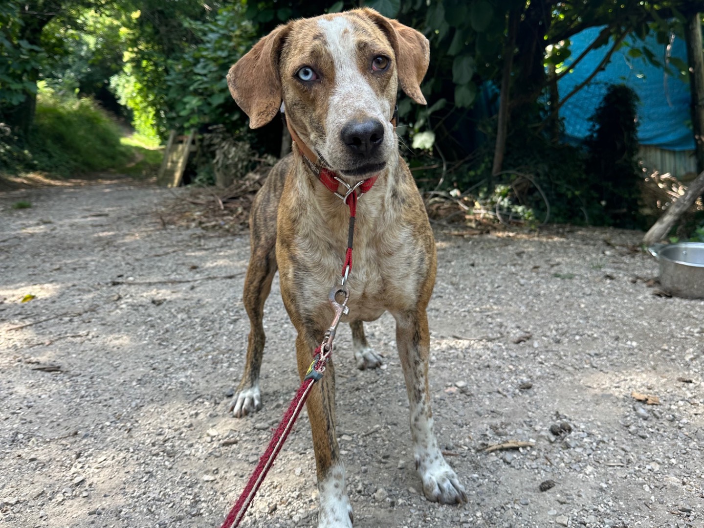 Adozione cane, femmina, Segugio maremmano Razza sconosciuta, 3 anni e 8 mesi, taglia media, Salerno