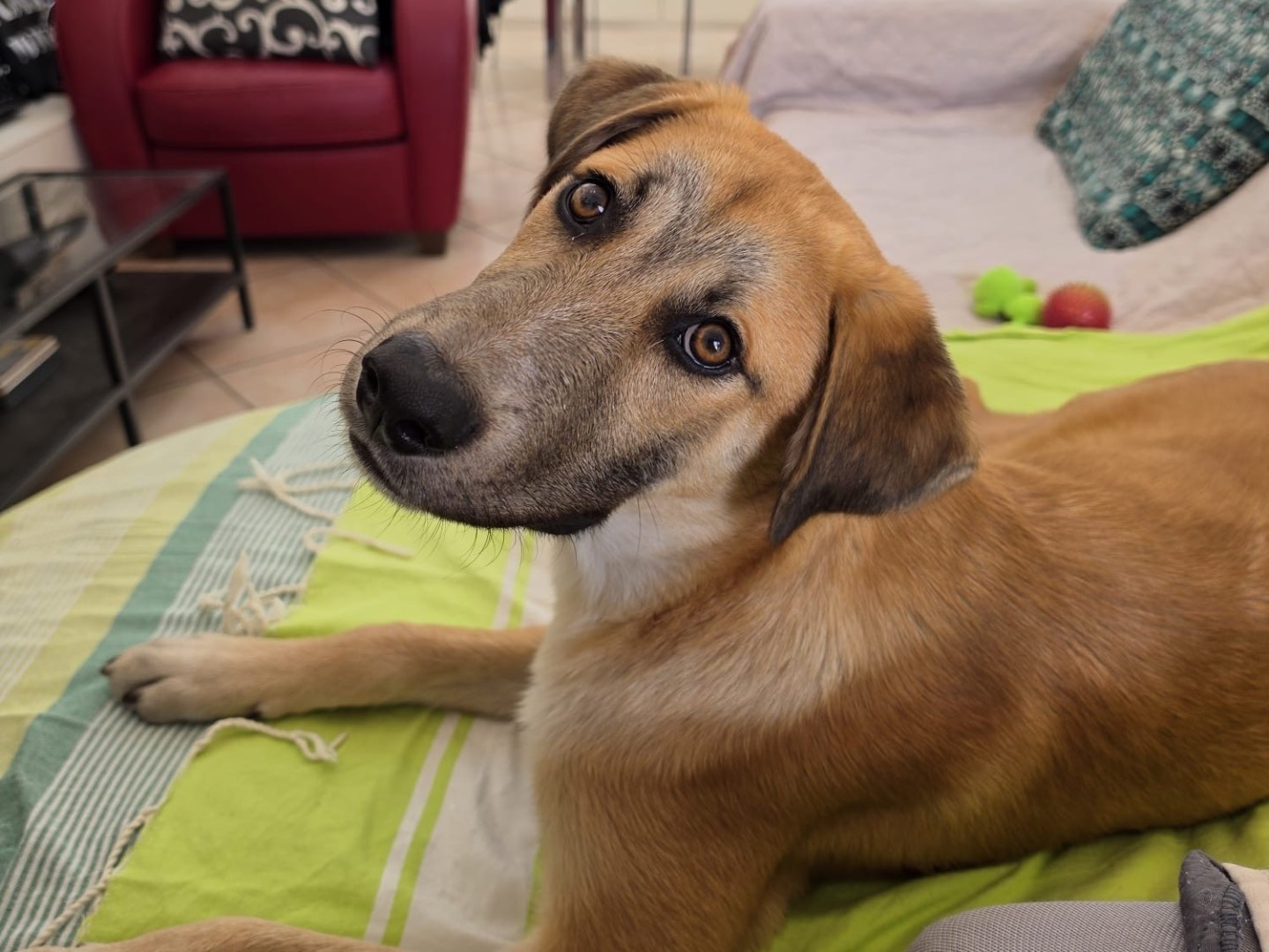Adozione cane, maschio, Razza sconosciuta Razza sconosciuta, 1 anno e 1 mese, taglia grande, Salerno