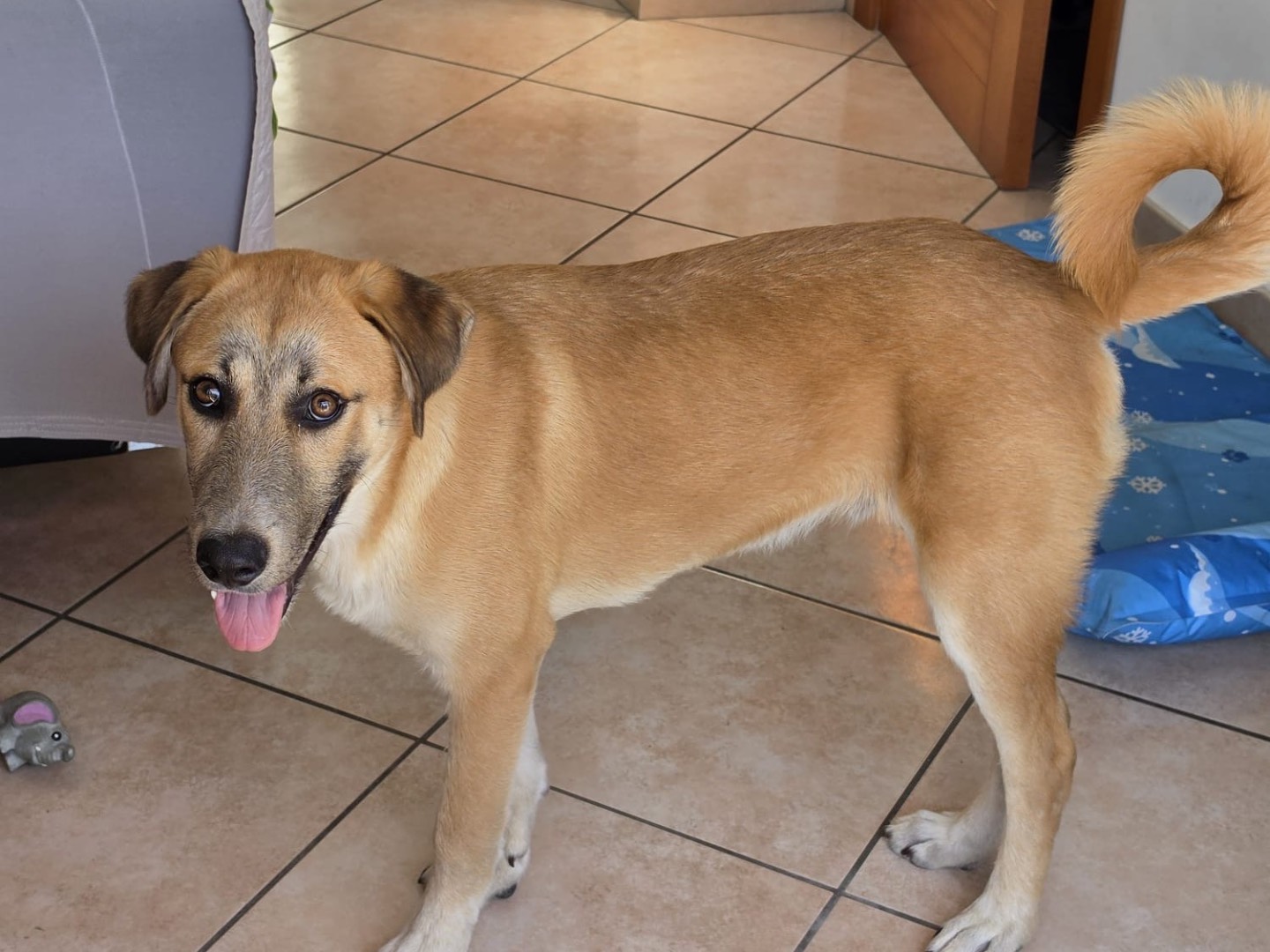 Adotta un cane, taglia grande, maschio, Salerno