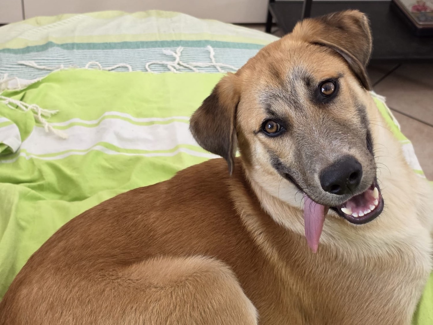Adotta il cane Leo a Salerno