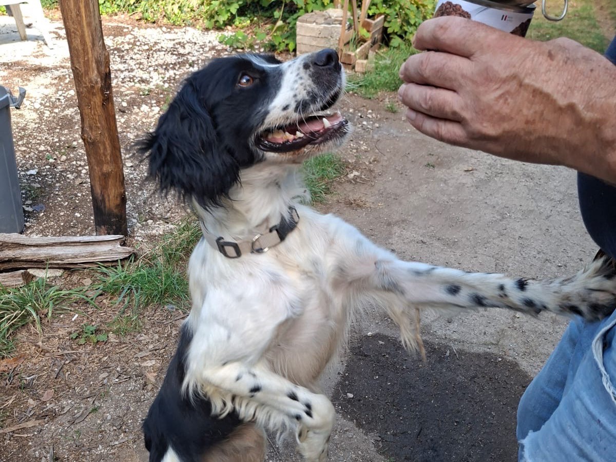 Adozione cane, maschio, Breton Razza sconosciuta, 1 anno e 3 mesi, taglia media contenuta, Salerno