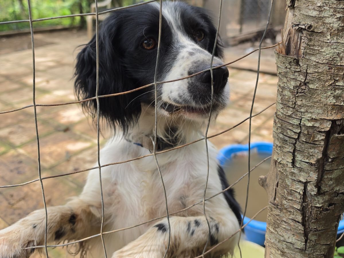 Adotta un cane, maschio, 1 anno e 3 mesi, Salerno