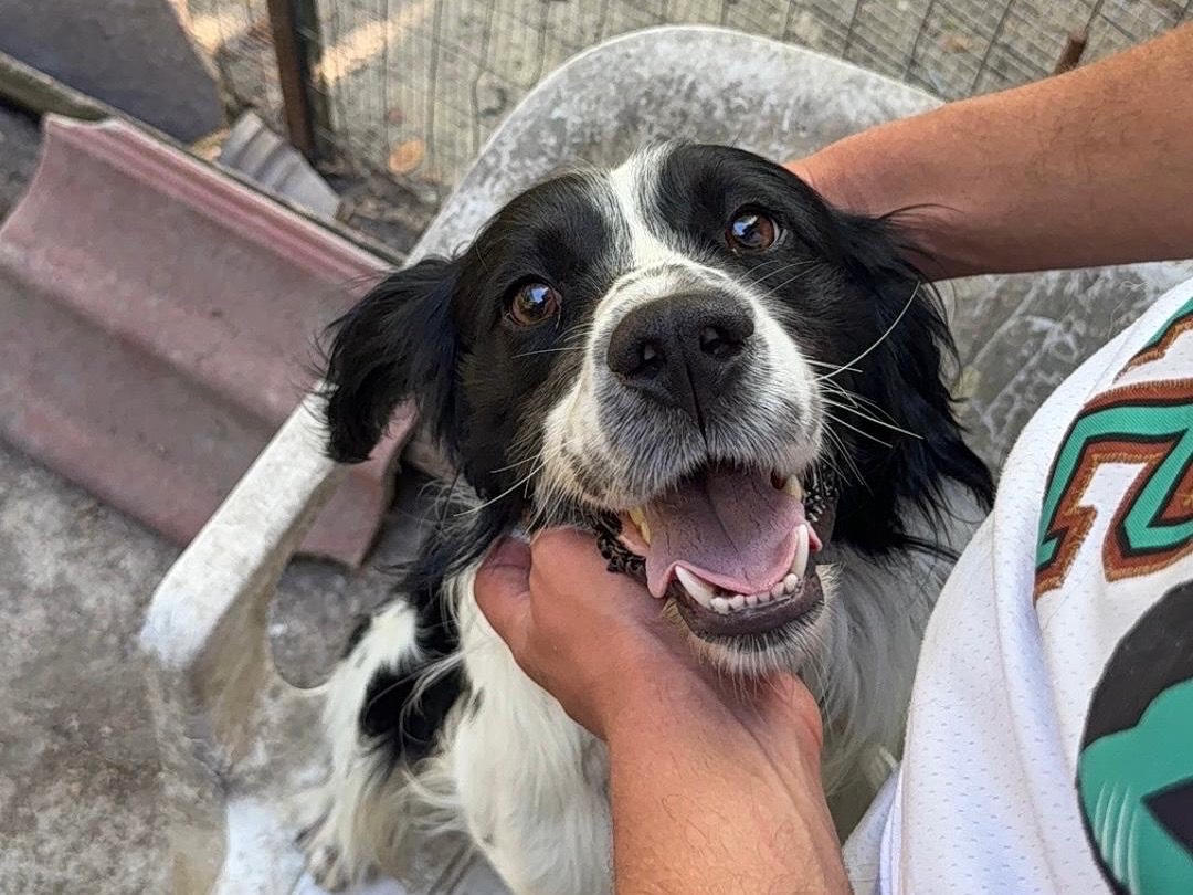 Adotta un cane, taglia media contenuta, maschio, Salerno