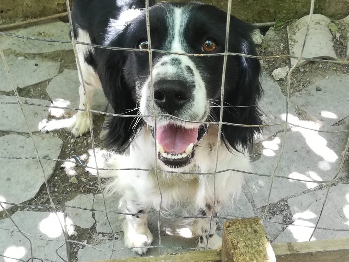Vuoi adottare un cane a Salerno?