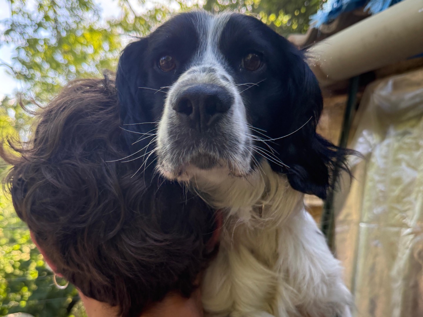 Adotta il cane Amedeo a Salerno