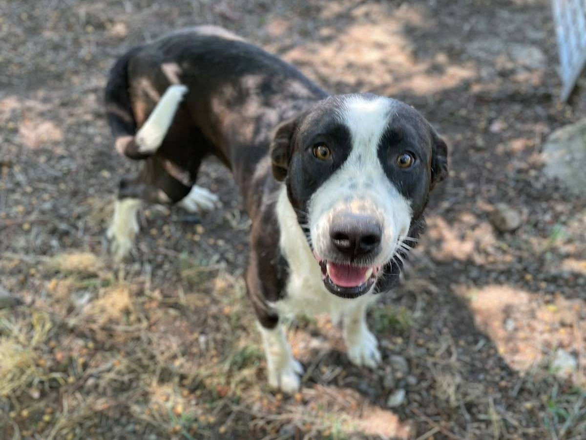 Adotta un cane, maschio, 3 anni e 3 mesi, Latina