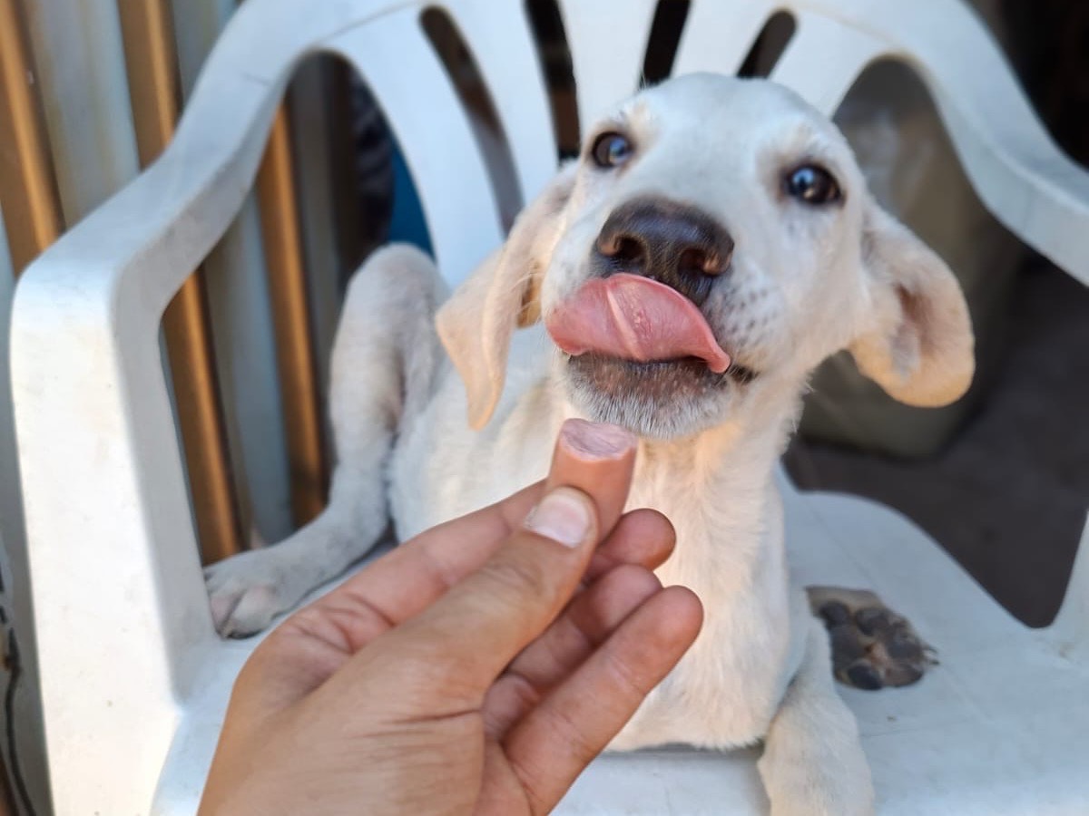 Adotta un cane, taglia media, maschio, Salerno