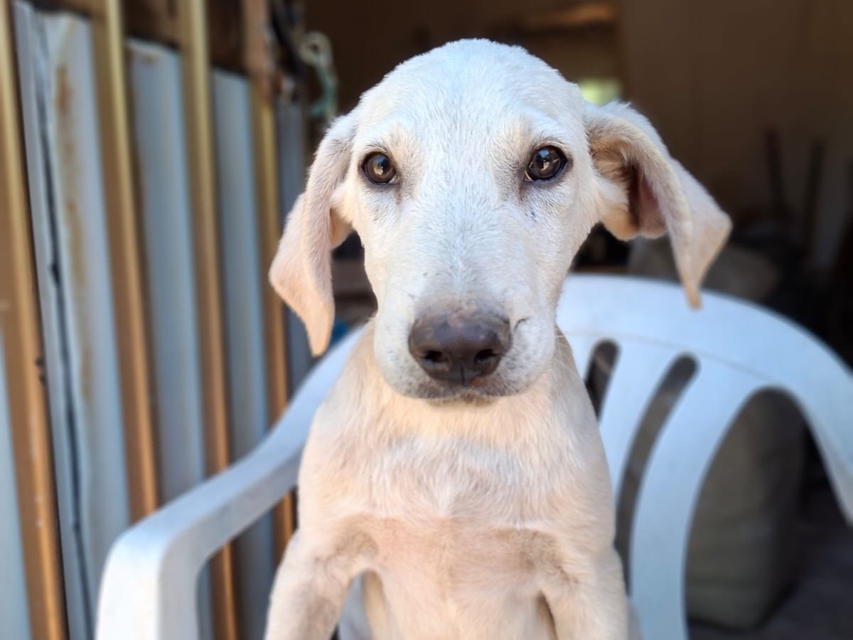 Vuoi adottare un cane a Salerno?