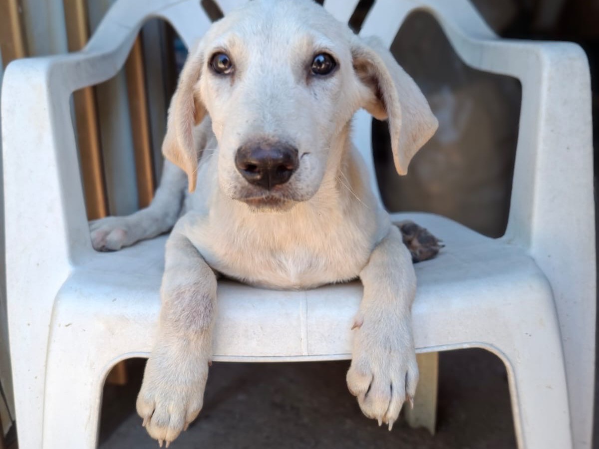 Adotta un cane, maschio, 4 mesi, Salerno