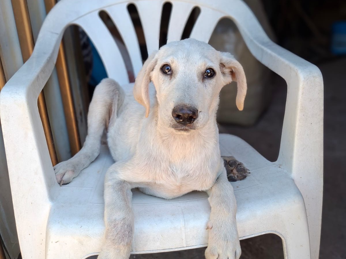 Adozione cane, maschio, Razza sconosciuta Razza sconosciuta, 4 mesi, taglia media, Salerno