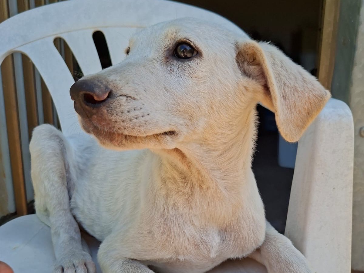 Adotta il cane Pikachu a Salerno