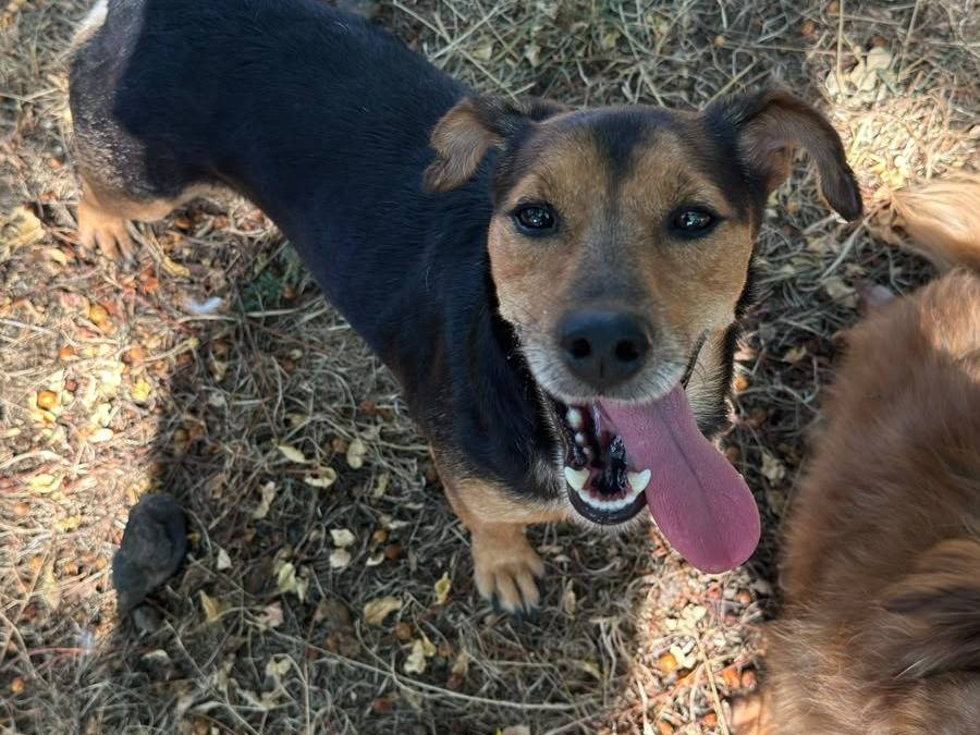 Adozione cane, maschio, Razza sconosciuta Razza sconosciuta, 5 anni e 6 mesi, taglia piccola, Latina