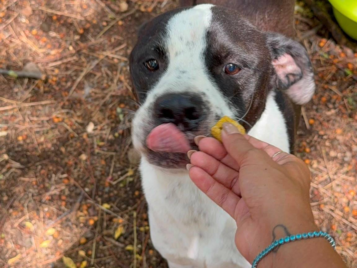 Adozione cane, maschio, Pitbull Razza sconosciuta, 7 anni e 7 mesi, taglia grande, Latina