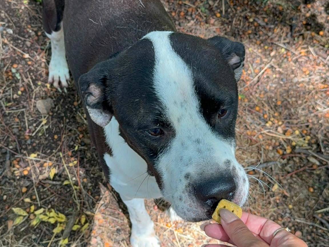Adotta un cane, maschio, 7 anni e 7 mesi, Latina