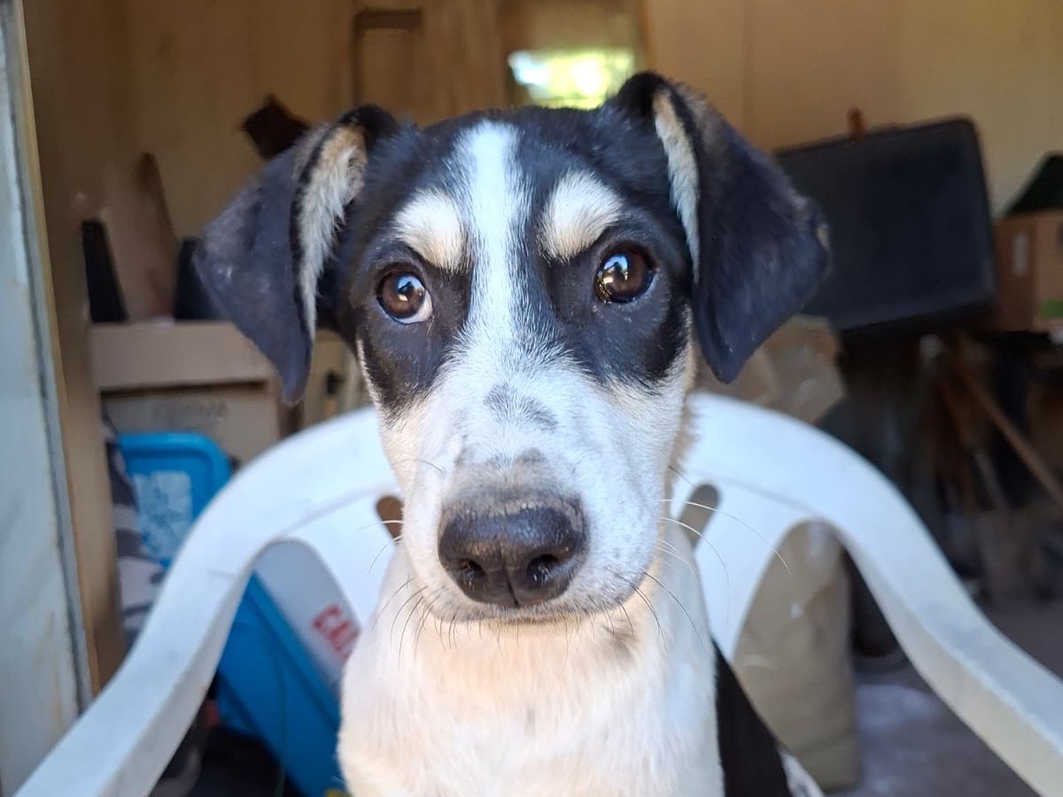 Adozione cane, femmina, Razza sconosciuta Razza sconosciuta, 4 mesi, taglia media, Salerno
