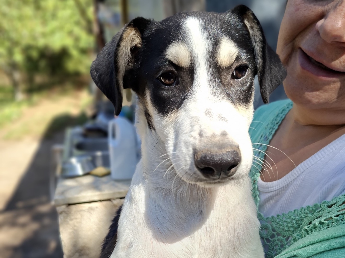 Adotta un cane, femmina, 4 mesi, Salerno