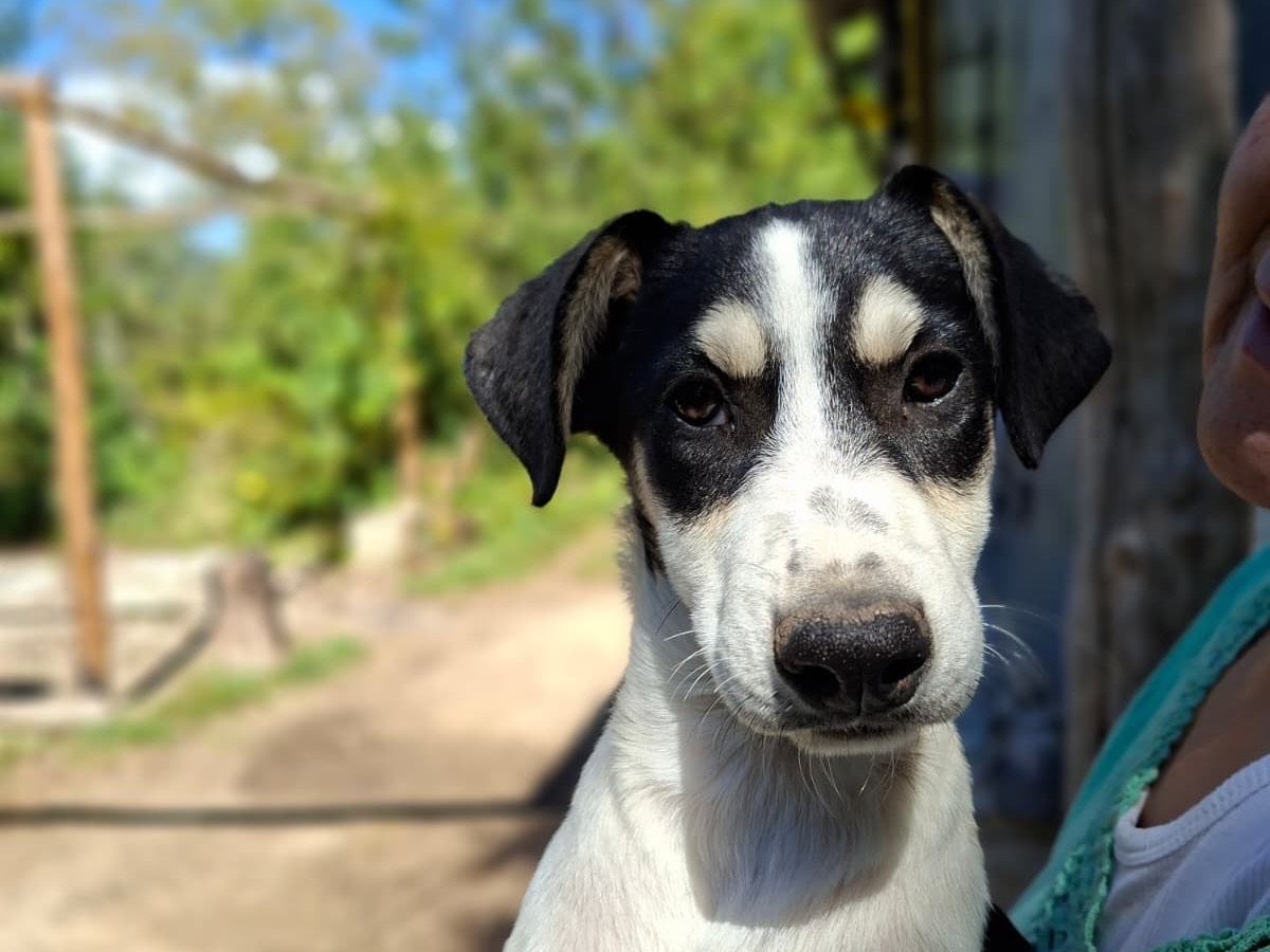Adotta un cane, taglia media, femmina, Salerno