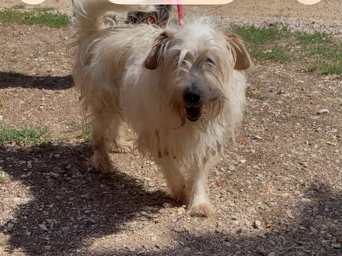 Adozione cane, maschio, Razza sconosciuta Razza sconosciuta, 10 anni e 1 mese, taglia piccola, Latina