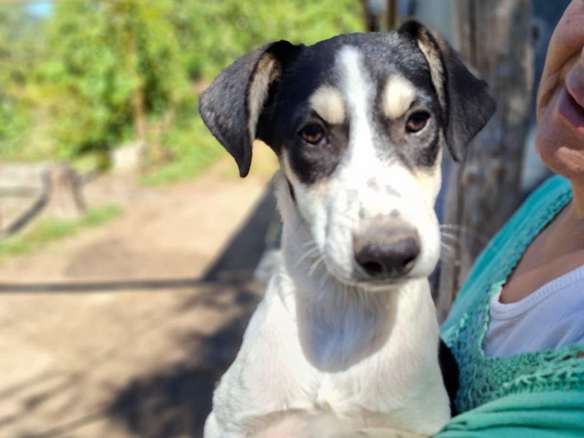 Vuoi adottare un cane a Salerno?