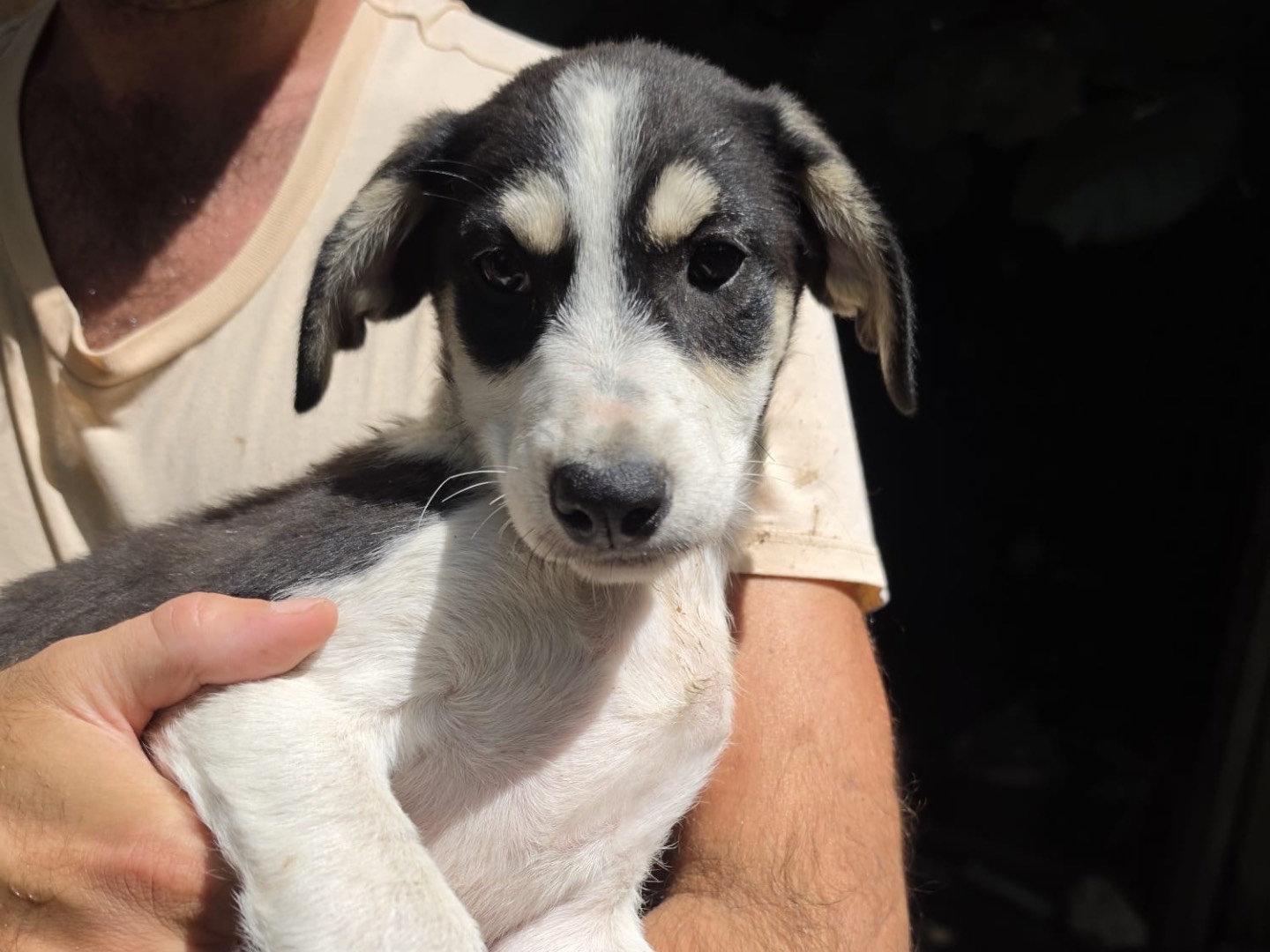 Adotta il cane Lucy a Salerno