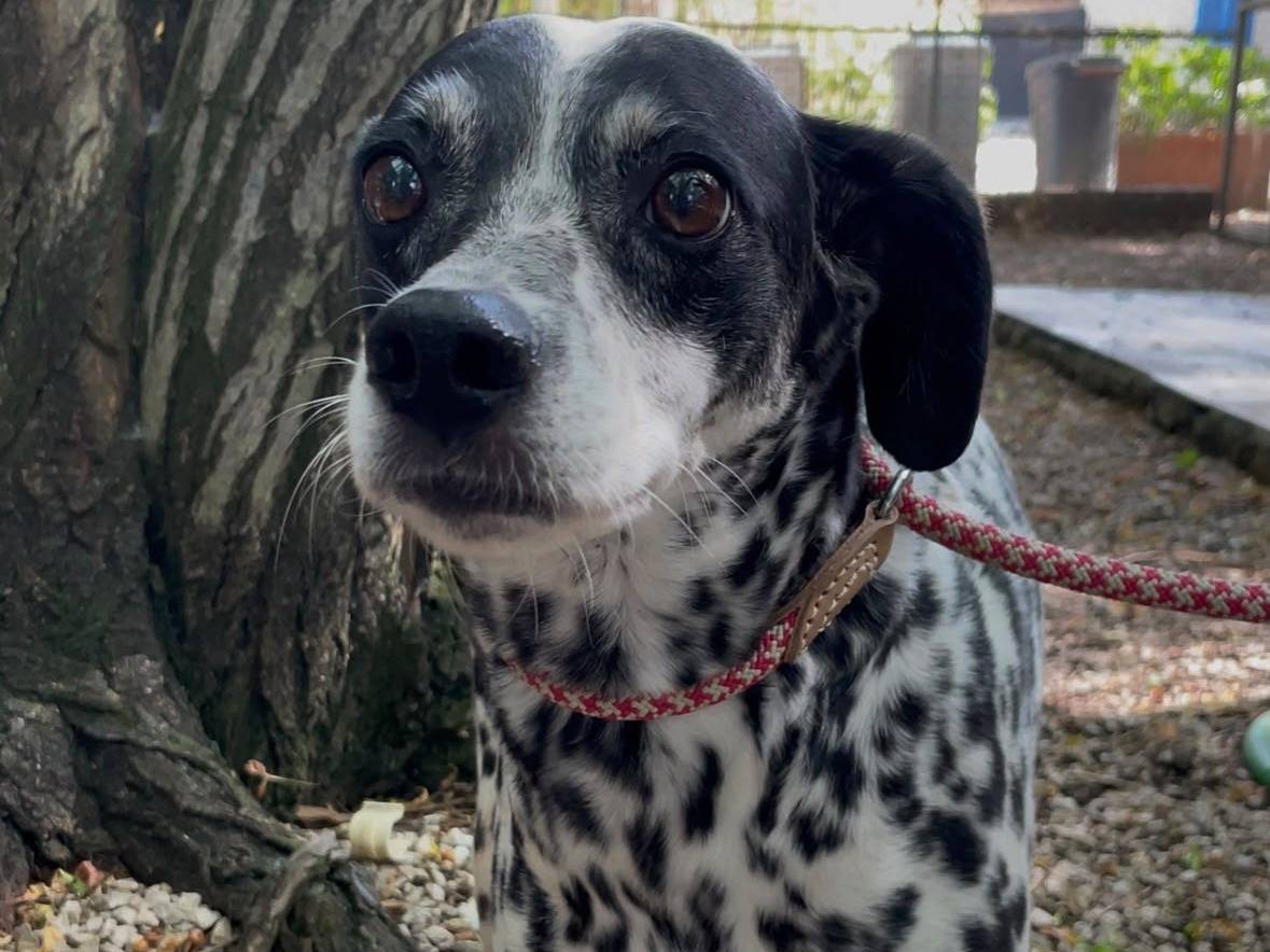 Adozione cane, maschio, Razza sconosciuta Razza sconosciuta, 8 anni e 1 mese, taglia media contenuta, Latina