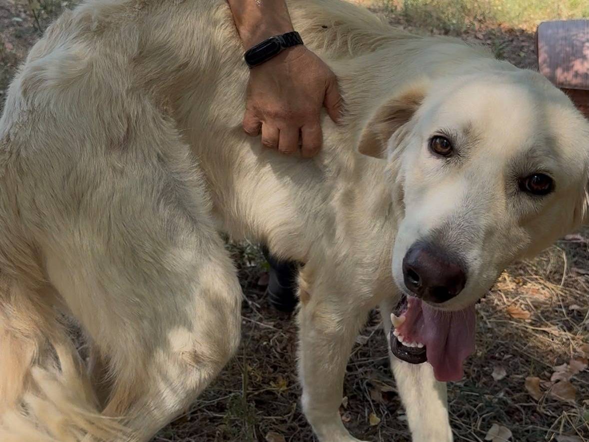 Adozione cane, maschio, Razza sconosciuta Razza sconosciuta, 3 anni e 4 mesi, taglia grande, Latina