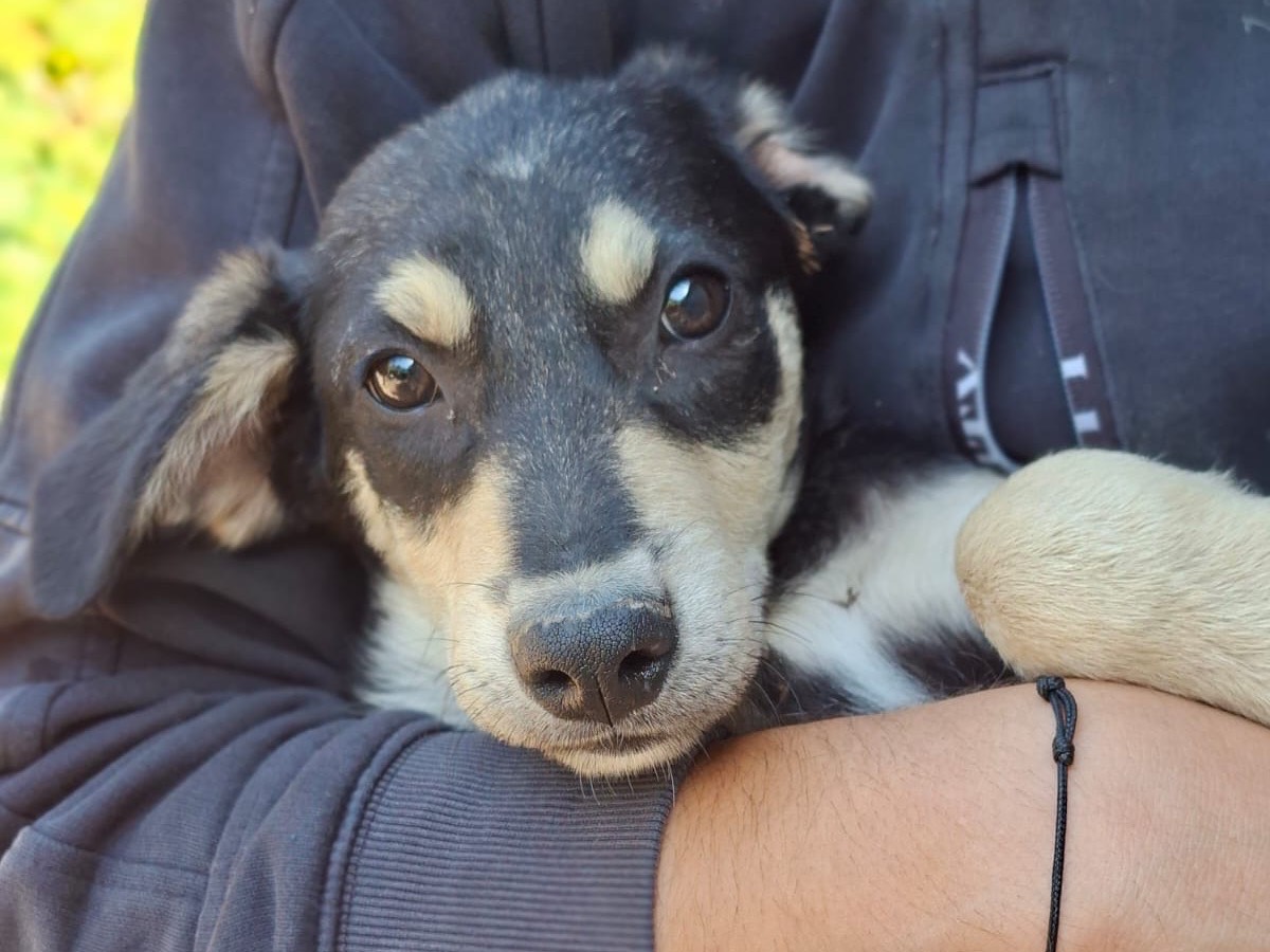 Adozione cane, femmina, Razza sconosciuta Razza sconosciuta, 4 mesi, taglia media, Salerno