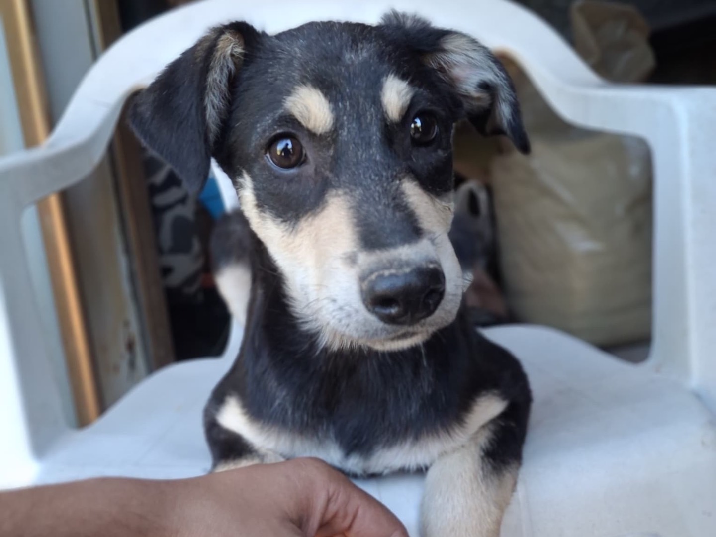 Vuoi adottare un cane a Salerno?