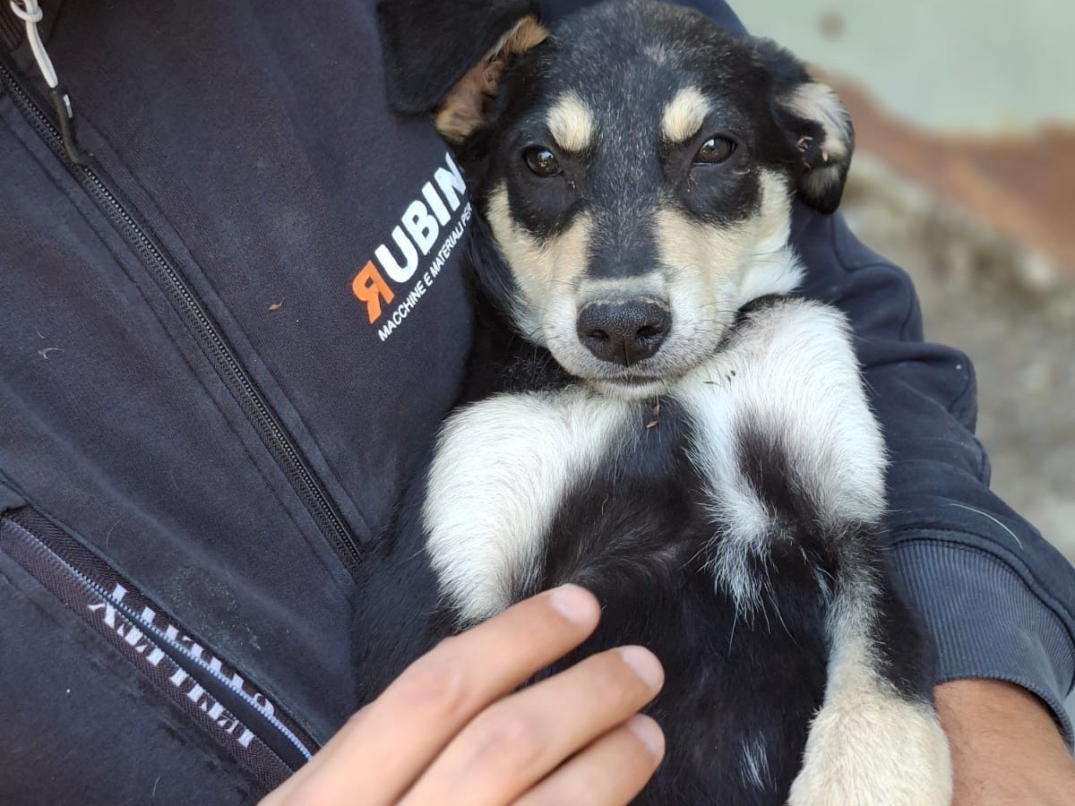Adotta un cane, femmina, 4 mesi, Salerno