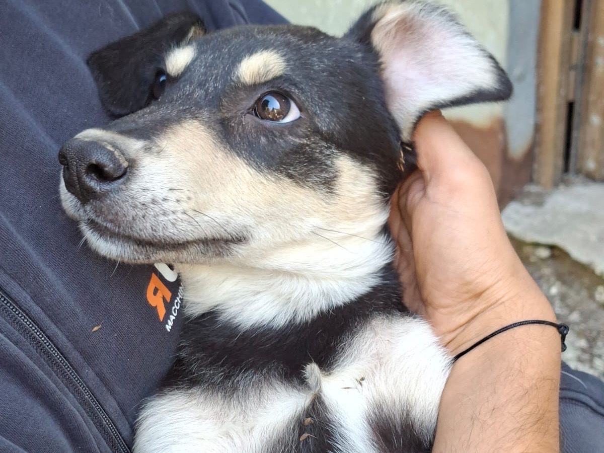 Adotta il cane Serena a Salerno