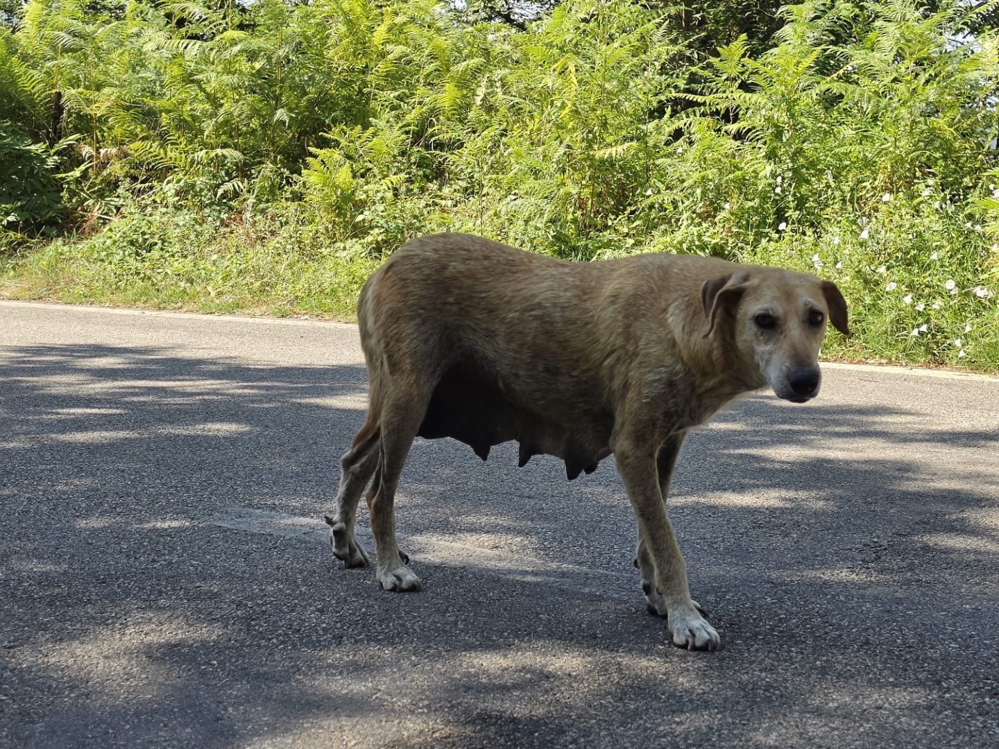 Adozione cane, femmina, Razza sconosciuta Razza sconosciuta, 5 anni e 8 mesi, taglia media, Salerno