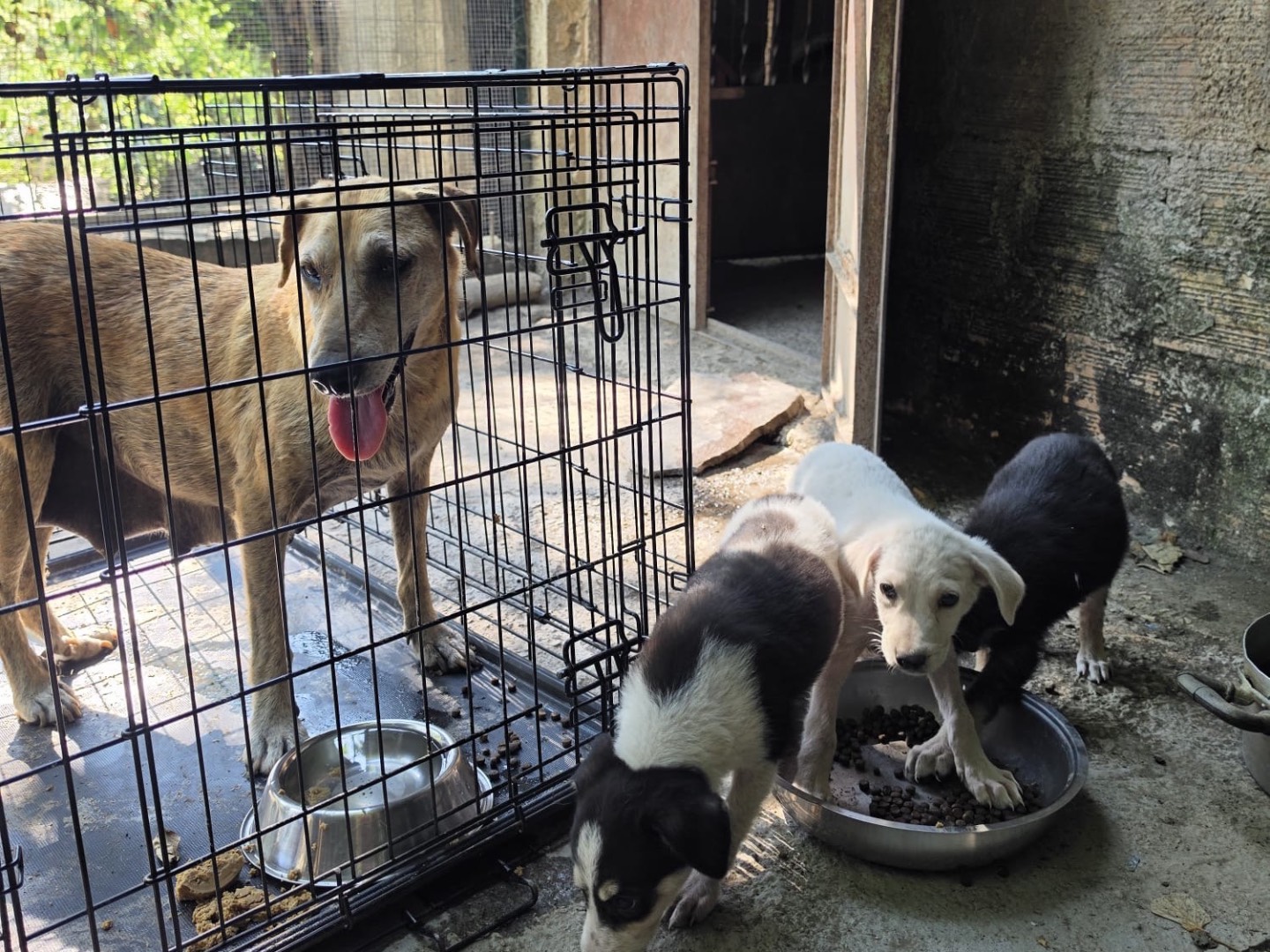 Adotta un cane, femmina, 5 anni e 8 mesi, Salerno