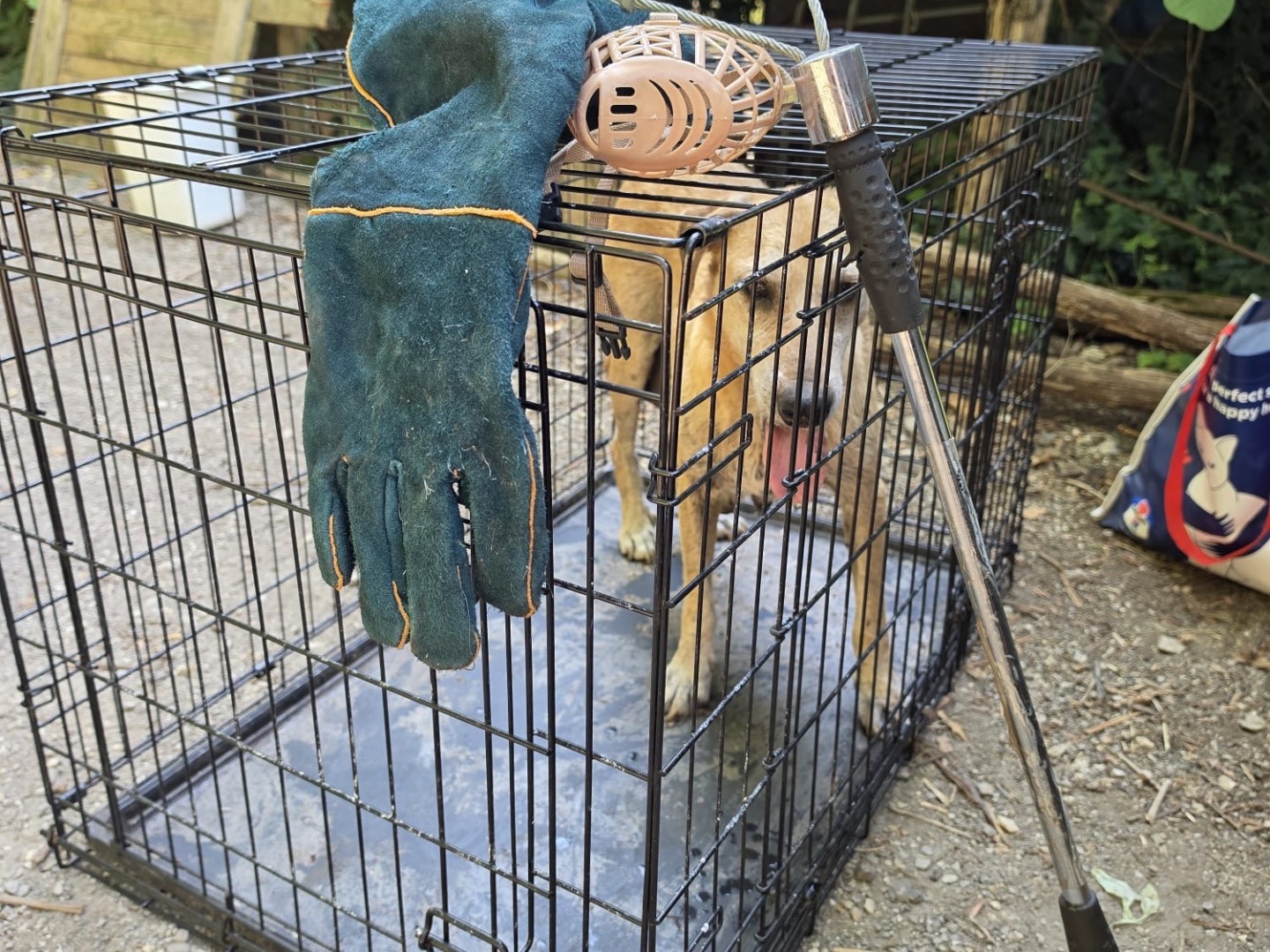 Adotta un cane, taglia media, femmina, Salerno