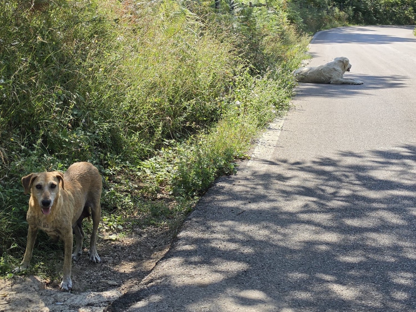 Vuoi adottare un cane a Salerno?