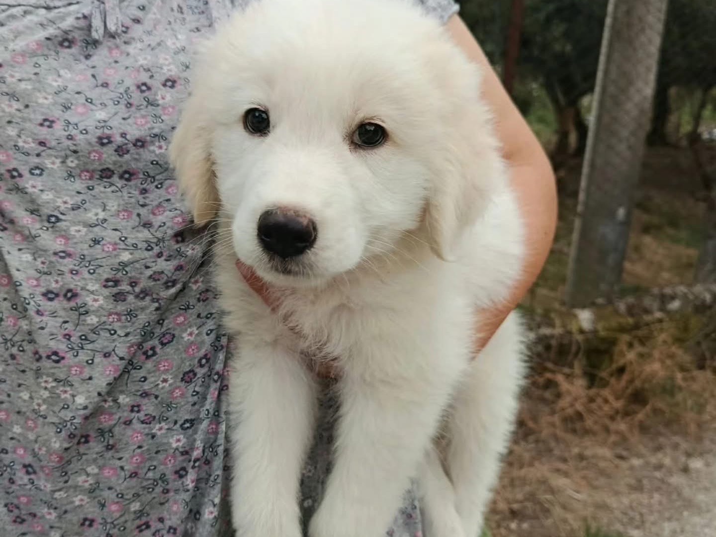 Adozione cane, maschio, Pastore maremmano Razza sconosciuta, 3 mesi, taglia grande, Salerno