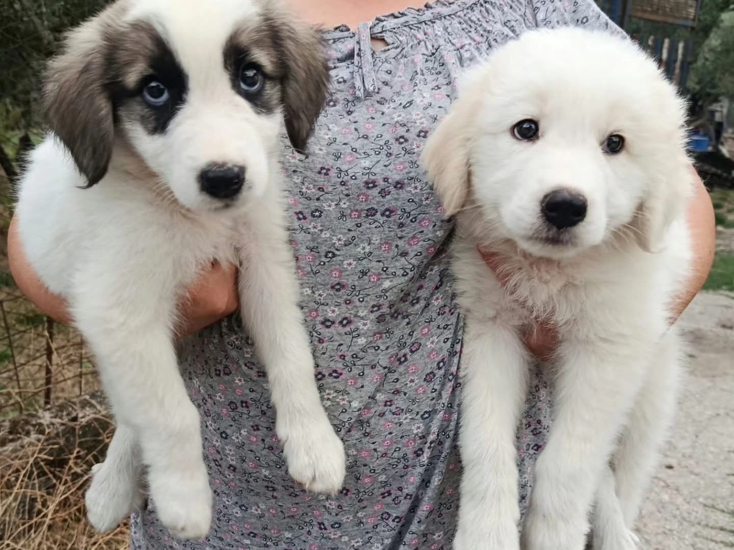 Adotta un cane, maschio, 3 mesi, Salerno