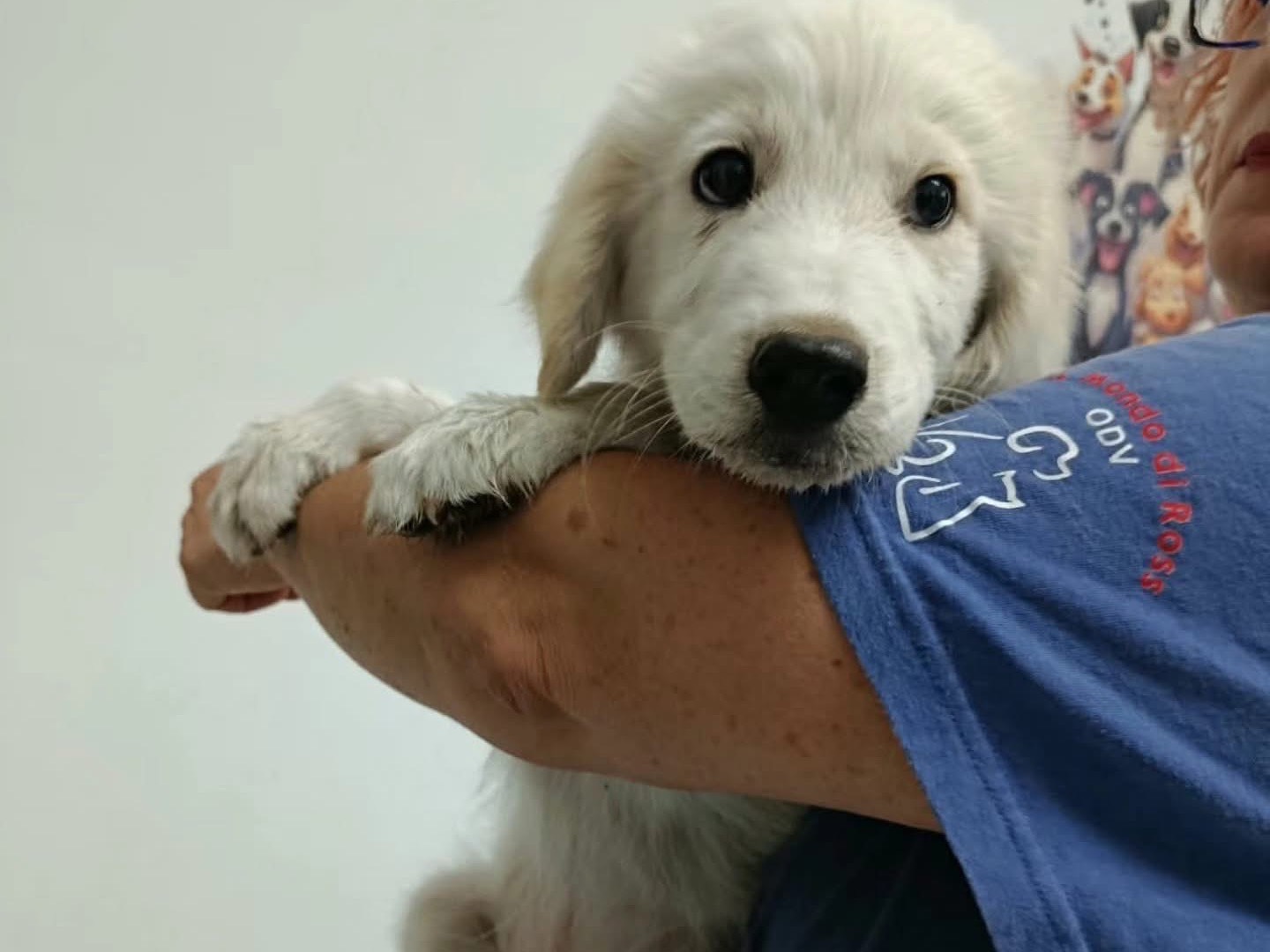 Adotta un cane, taglia grande, maschio, Salerno