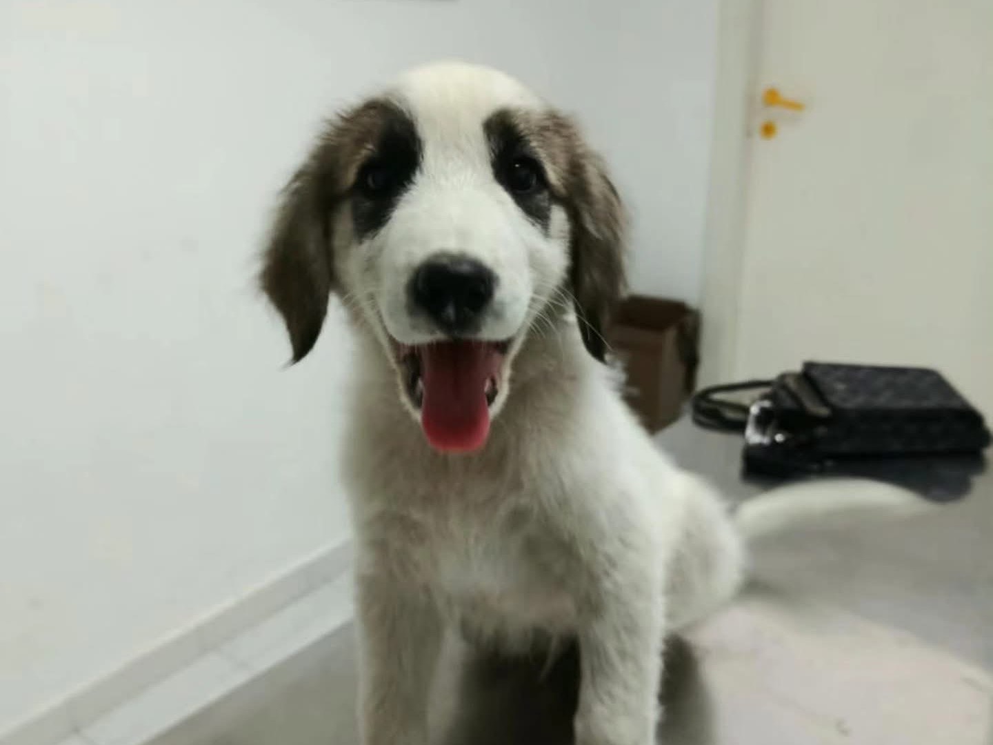Adotta un cane, maschio, 3 mesi, Salerno