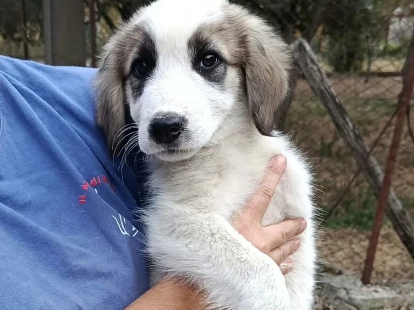 Adozione cane, maschio, Pastore maremmano Razza sconosciuta, 3 mesi, taglia grande, Salerno