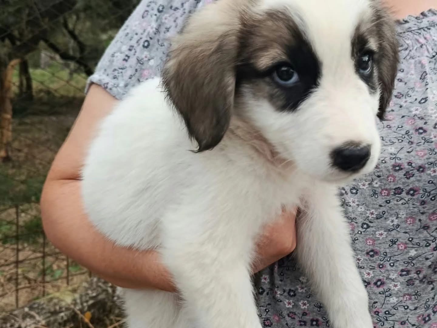 Adotta un cane, taglia grande, maschio, Salerno