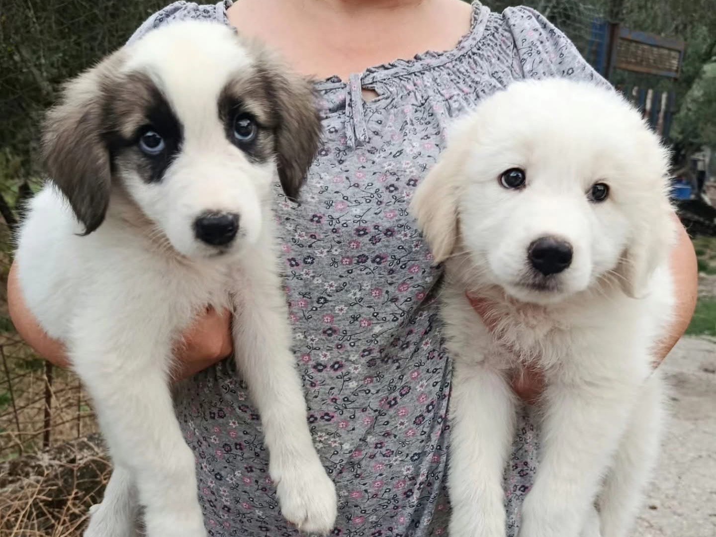 Vuoi adottare un cane a Salerno?