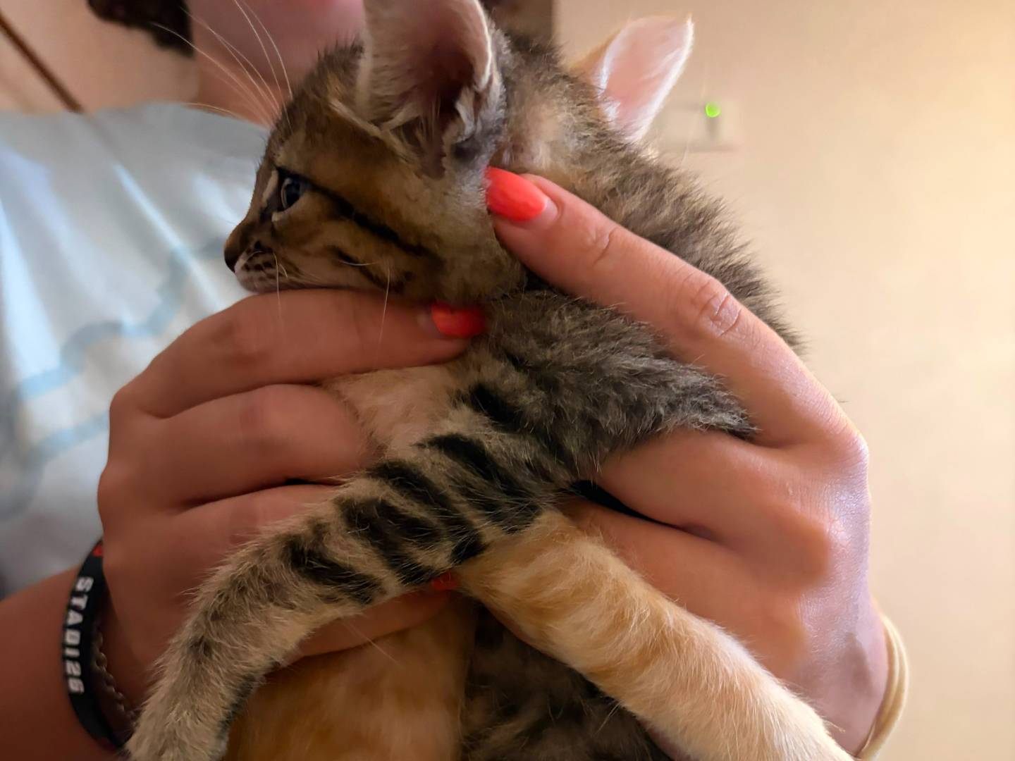 Adotta un gatto, maschio, 1 mese, Bologna