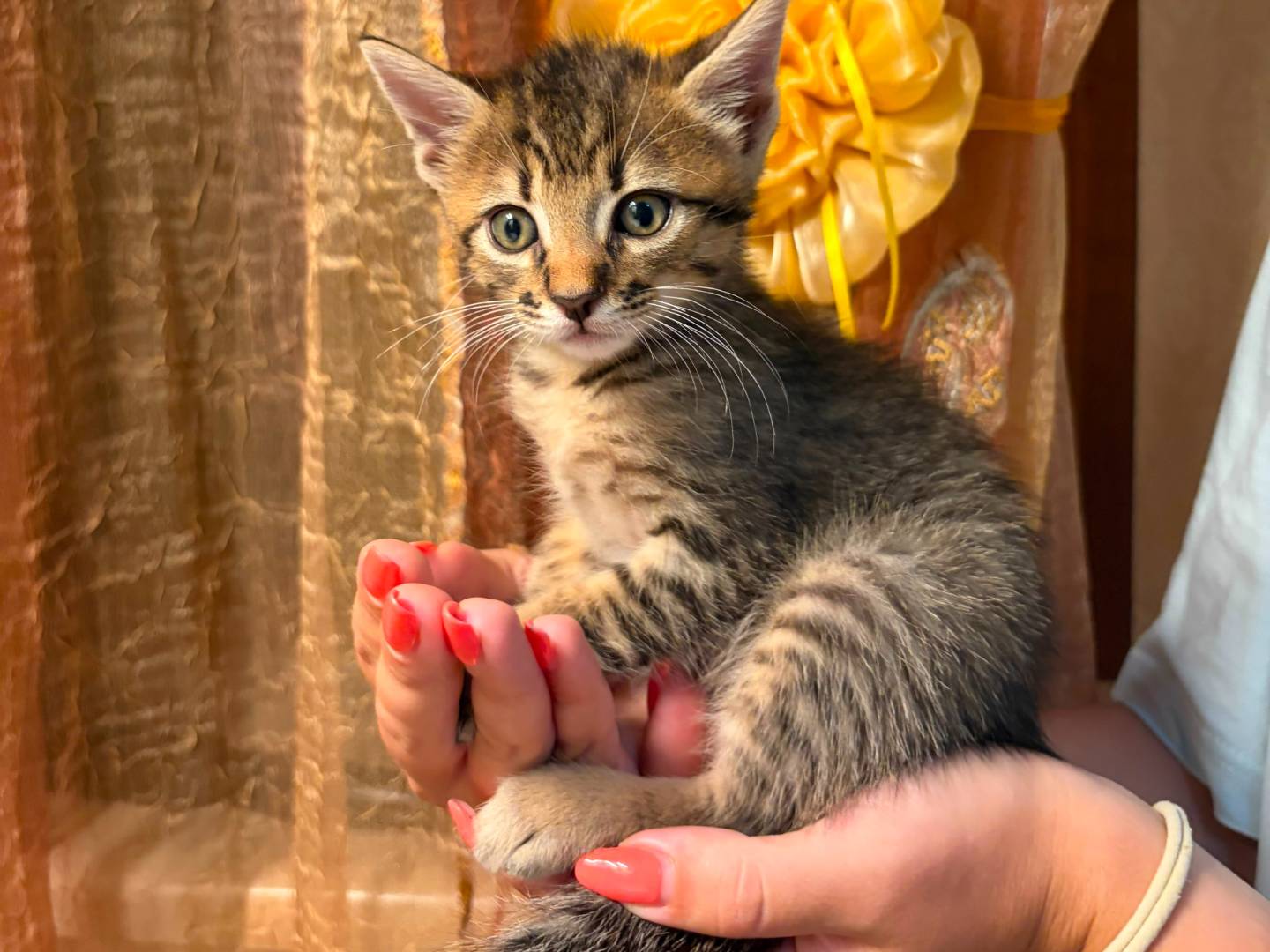 Adotta un gatto, taglia non valida, maschio, Bologna